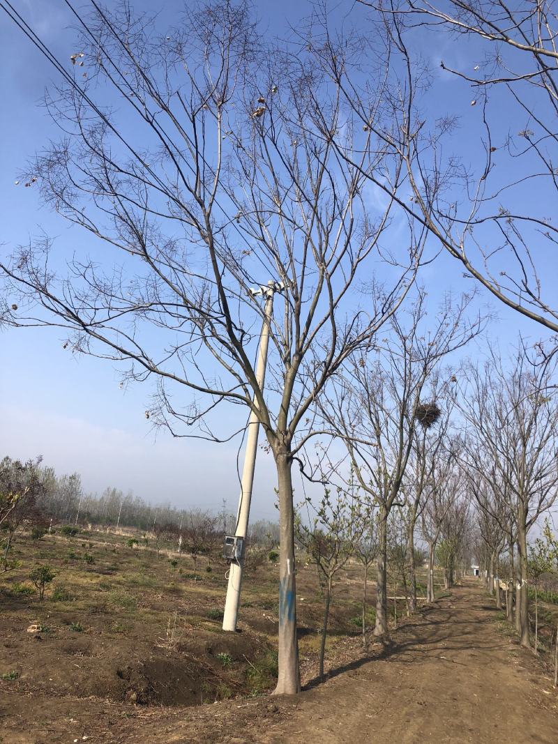 栾树，苗圃一手货源，自产自销，规格齐全，杆直冒圆精品货