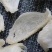 印尼燕窝批发半干挑4A中密盏燕盏95干50g610元