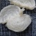 印尼燕窝批发半干挑4A中密盏燕盏95干50g610元