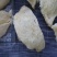 印尼燕窝批发爪哇大盏燕盏95干50g530元