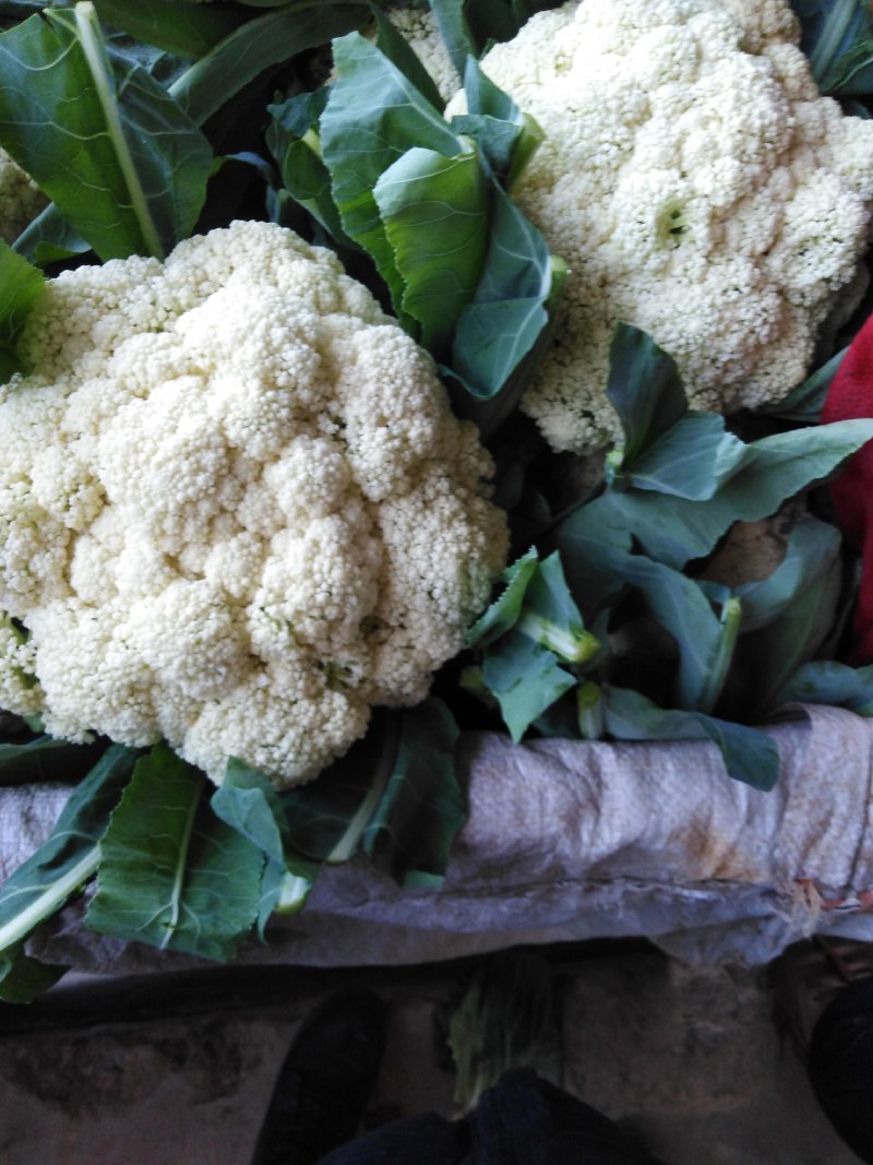 菜花紧花1~2斤乳白本地大量现货，