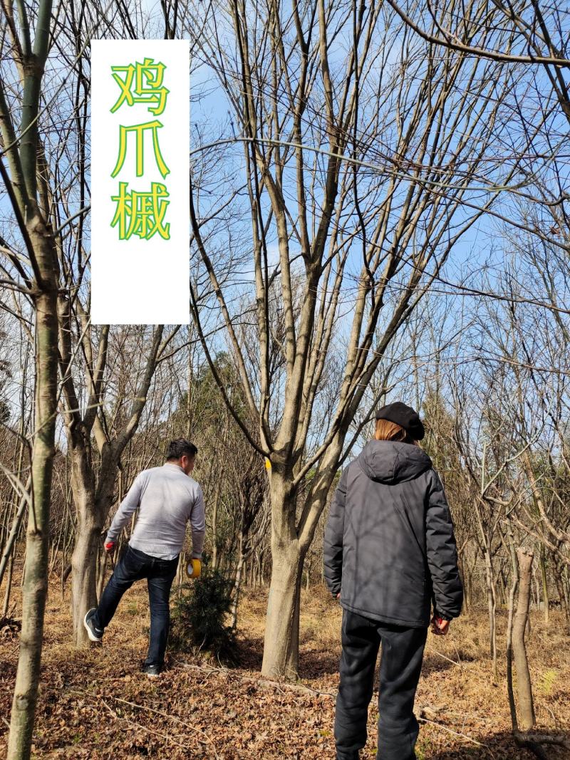 鸡爪槭，现挖现卖，苗圃一手货源，质量精品一级树形