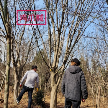 鸡爪槭，现挖现卖，苗圃一手货源，质量精品一级树形