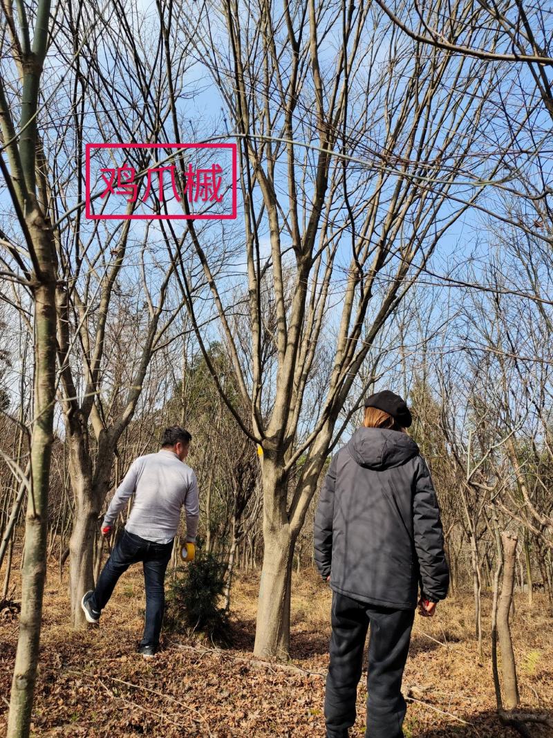 鸡爪槭，现挖现卖，苗圃一手货源，质量精品一级树形