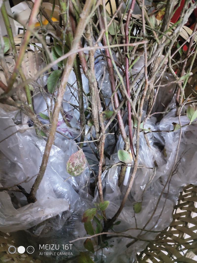 出售蓝莓树，蓝莓结果树。