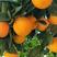 脐橙，纽荷尔，九月红，爱媛果冻橙，量大质优欢迎订购