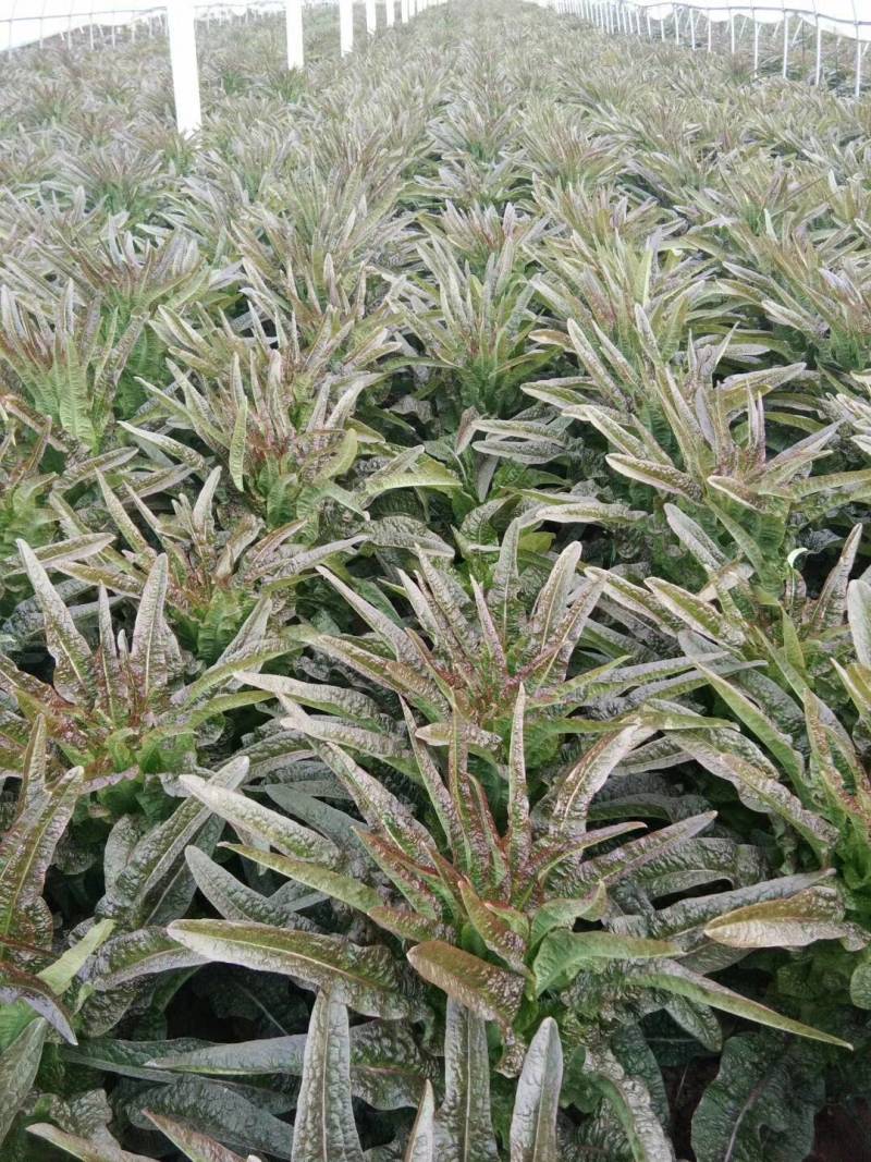 紫叶香莴苣-基地直供-视频看货-量大从优。