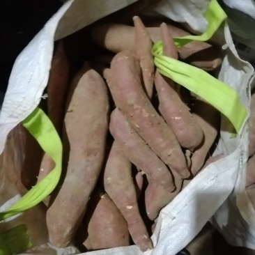 优质龙薯九，种薯，商品薯沙土地种植，