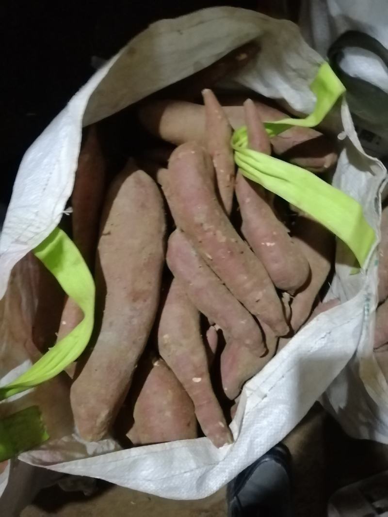 优质龙薯九，种薯，商品薯沙土地种植，