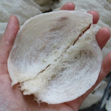 印尼燕窝批发干挑爪哇大盏燕盏95干50g570元