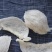 印尼燕窝批发干挑爪哇大盏燕盏95干50g570元
