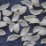 印尼燕窝批发干挑爪哇大盏燕盏95干50g570元