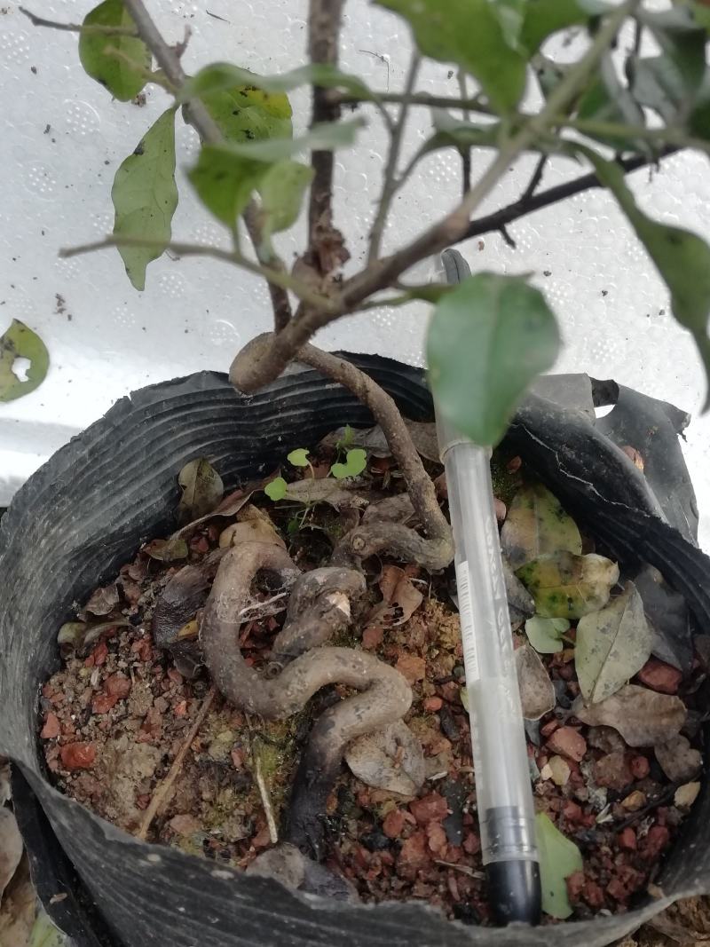 金弹子苗金弹子根艺胚芽苗弯弯拐拐苗，包邮