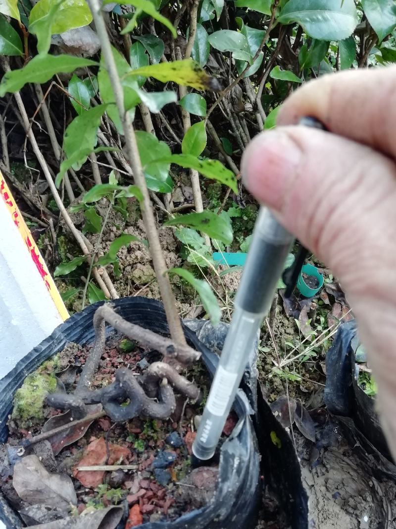 金弹子苗金弹子根艺胚芽苗弯弯拐拐苗，包邮
