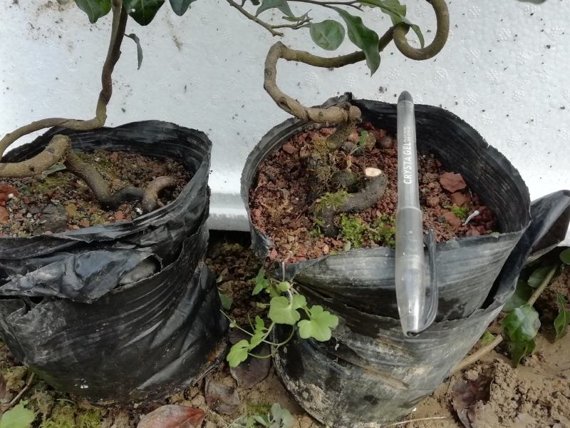 金弹子苗金弹子根艺胚芽苗弯弯拐拐苗，包邮