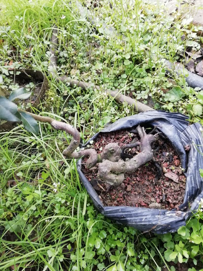 金弹子苗金弹子根艺胚芽苗弯弯拐拐苗，包邮