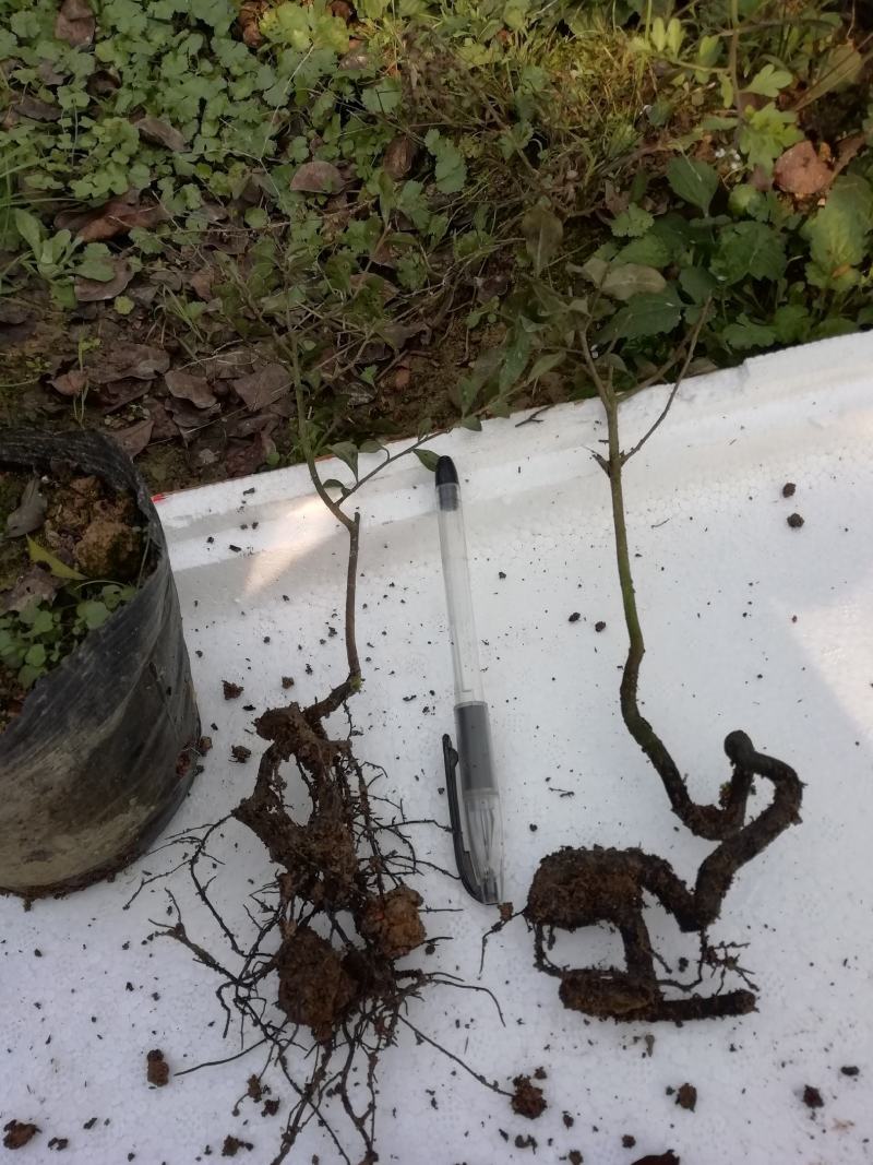 金弹子苗金弹子根艺胚芽苗弯弯拐拐苗，包邮