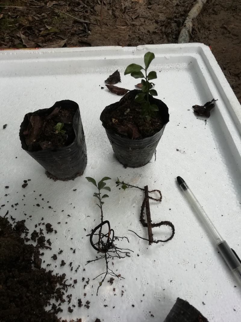 金弹子苗金弹子根艺胚芽苗弯弯拐拐苗，包邮
