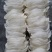 印尼燕窝批发纯干挑ov盏燕盏95干50g640元