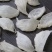 印尼燕窝批发纯干挑ov盏燕盏95干50g640元
