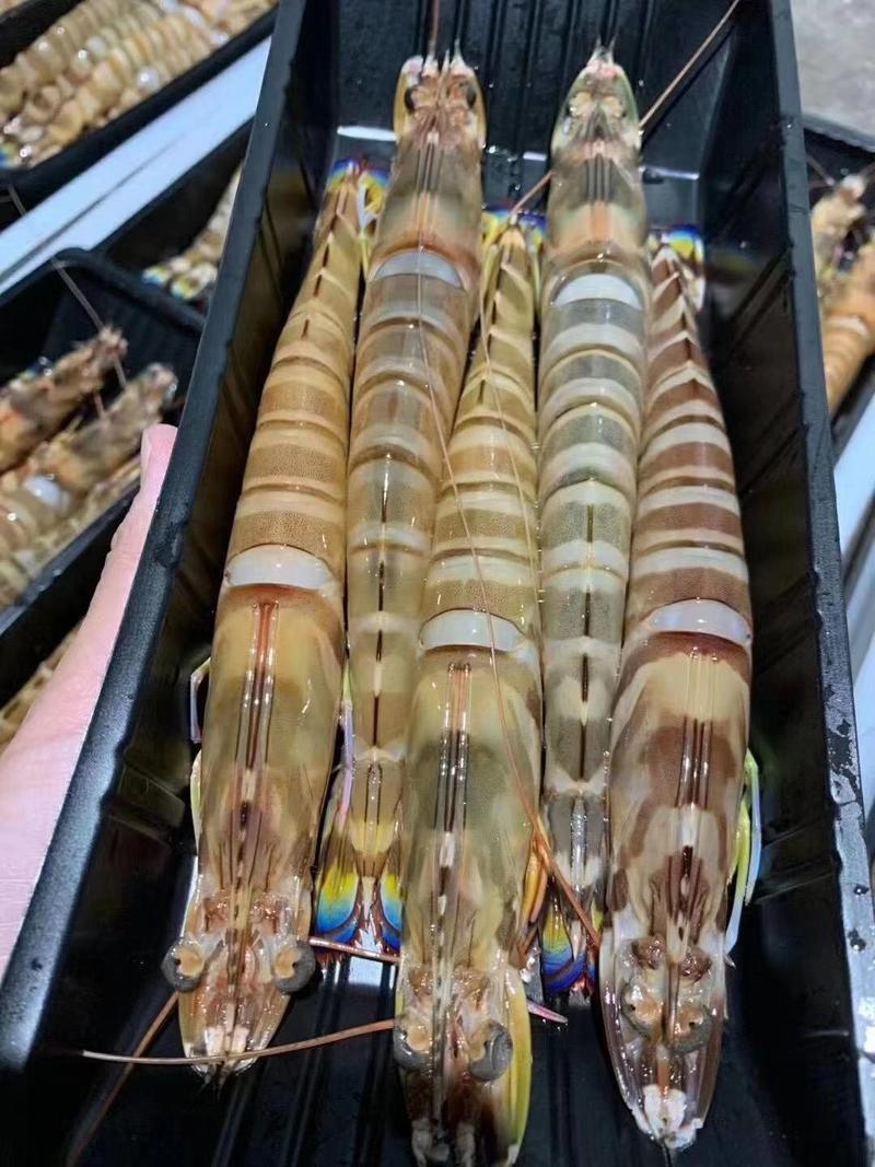 东海精品红明虾，优质批发价