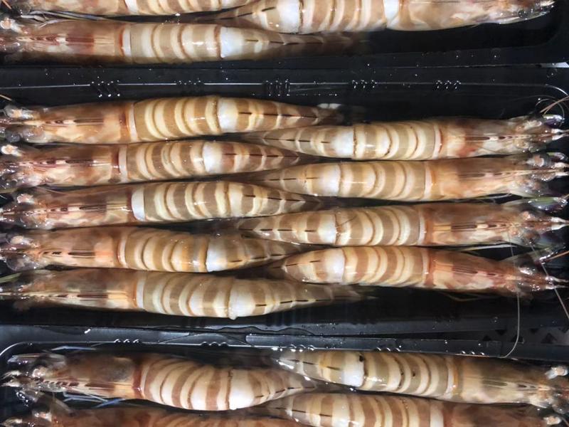 东海精品红明虾，优质批发价