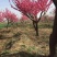 原生梅花苗骨里红梅花绿梅基地直发现挖现发裸根