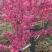 原生梅花苗骨里红梅花绿梅基地直发现挖现发裸根