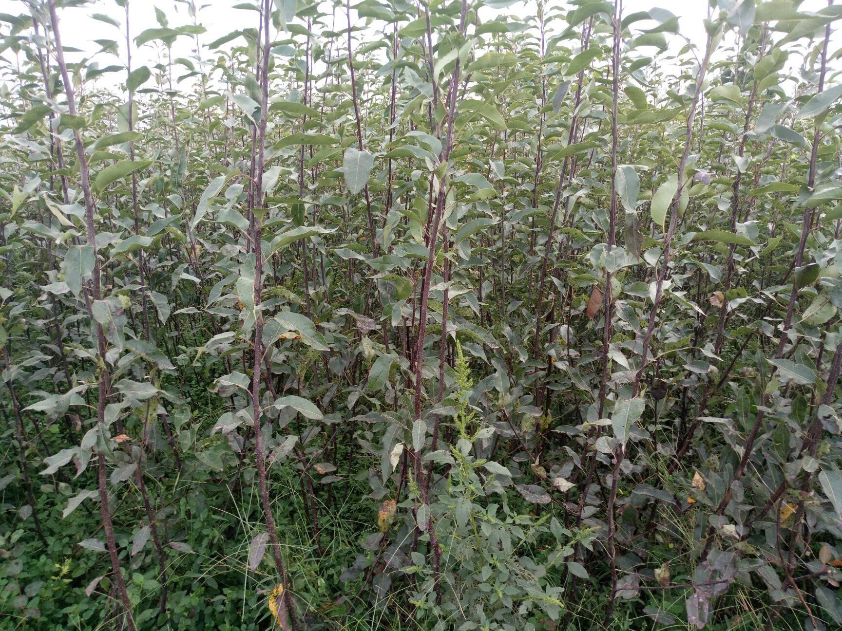 贵州山区刺梨种植基地航拍图