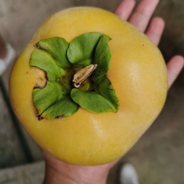 太秋甜柿苗,包正宗假一赔十甜柿子苗,提供免费种植技术,