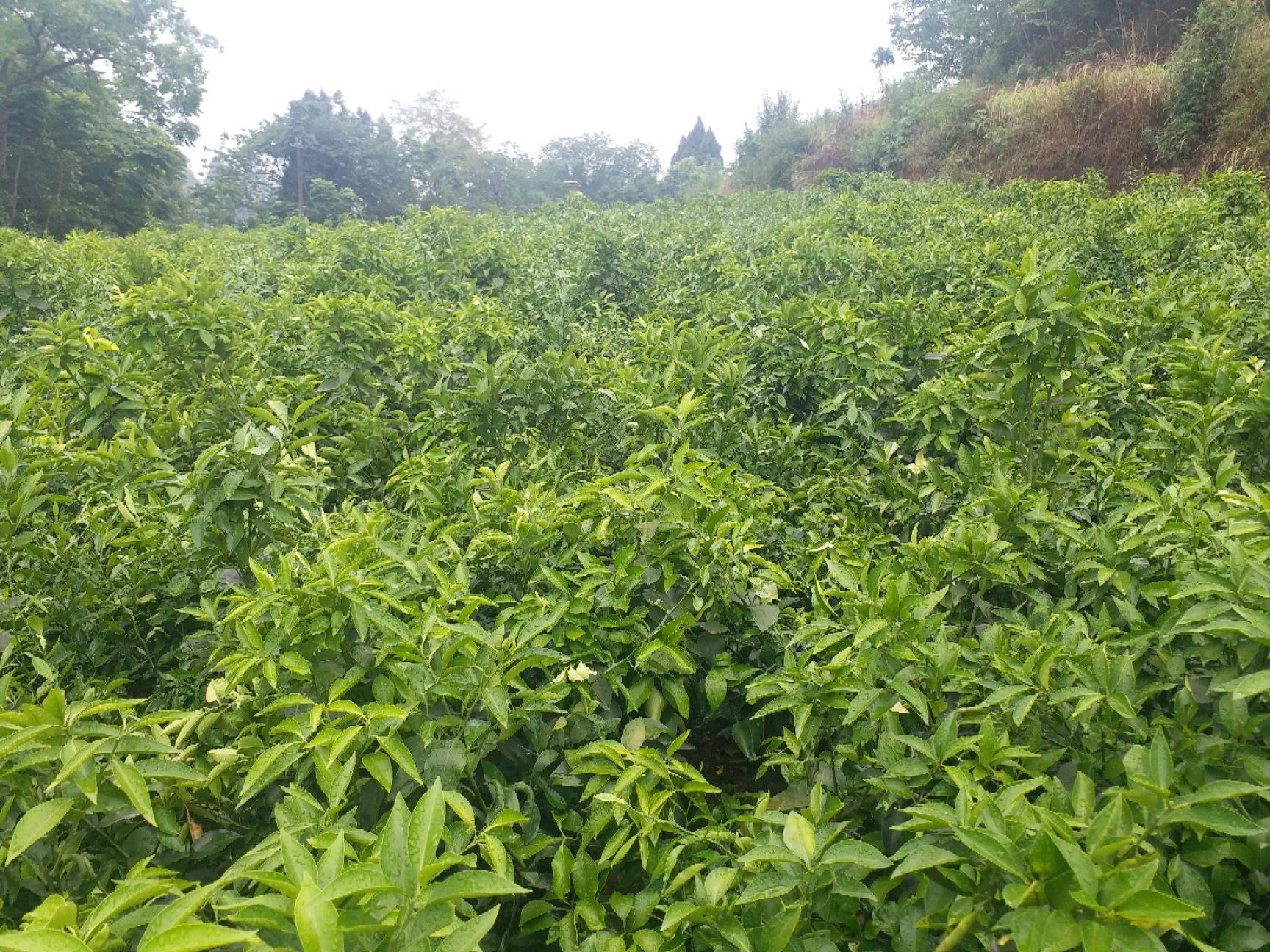 四川不知火柑橘果园航拍图