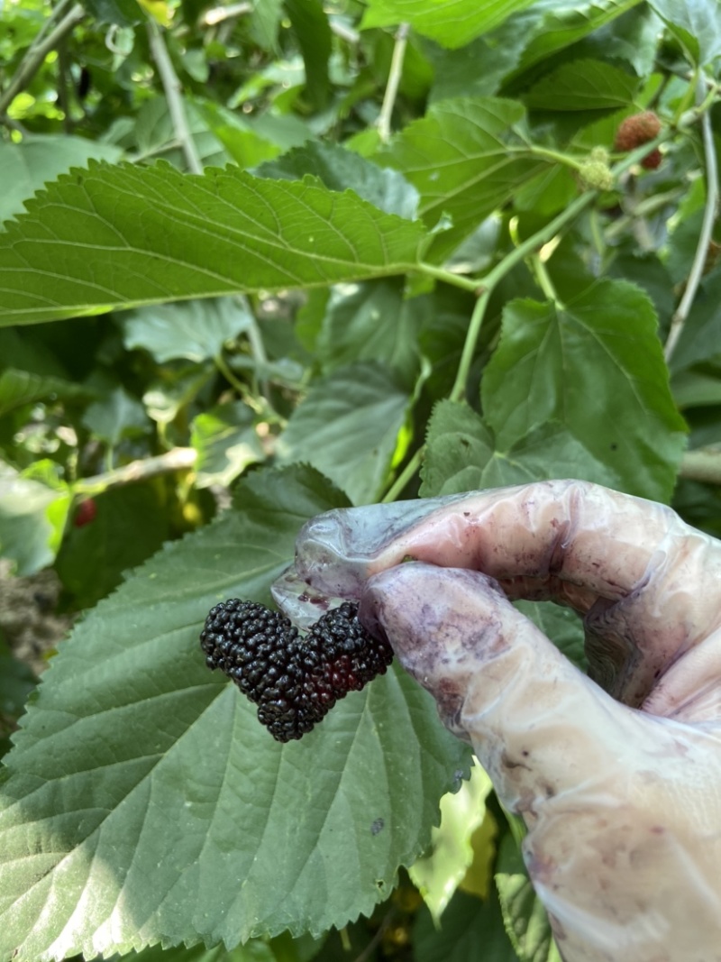 桑椹膏纯手工古法熬制浓缩精华一手货源