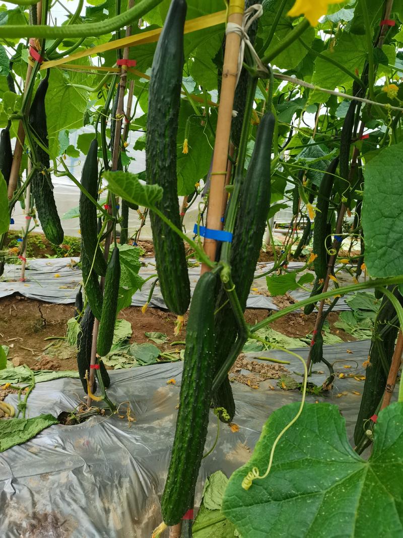 黄瓜0.8一斤，日供应量六万斤以上，基地现采现发，欢迎关