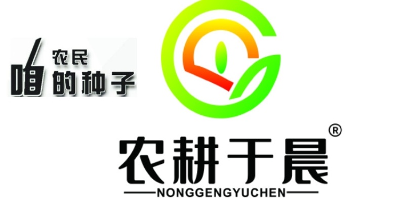 京帅903肉丝瓜种子早生高产味清甜春夏秋短大肉蔬菜种孑子