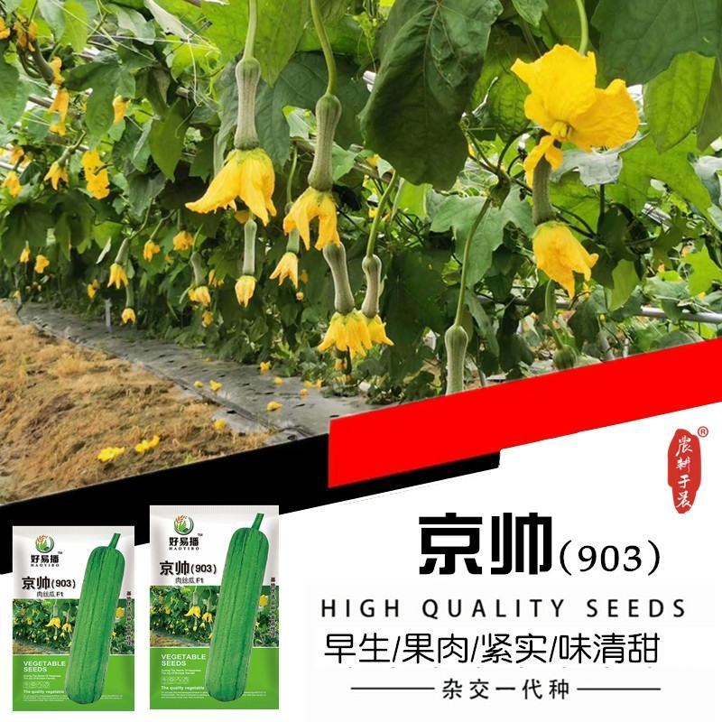 京帅903肉丝瓜种子早生高产味清甜春夏秋短大肉蔬菜种孑子