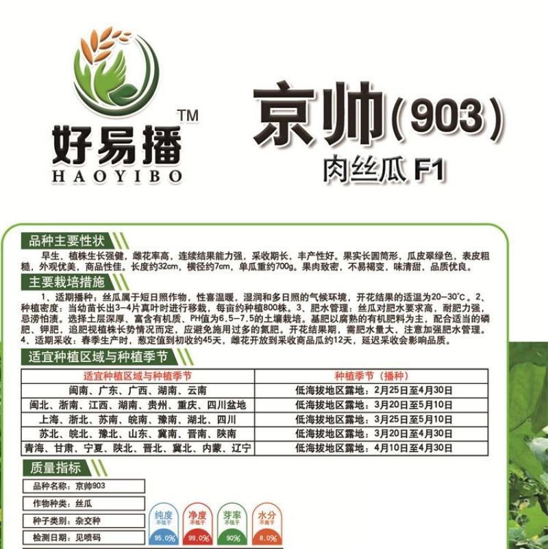 京帅903肉丝瓜种子早生高产味清甜春夏秋短大肉蔬菜种孑子