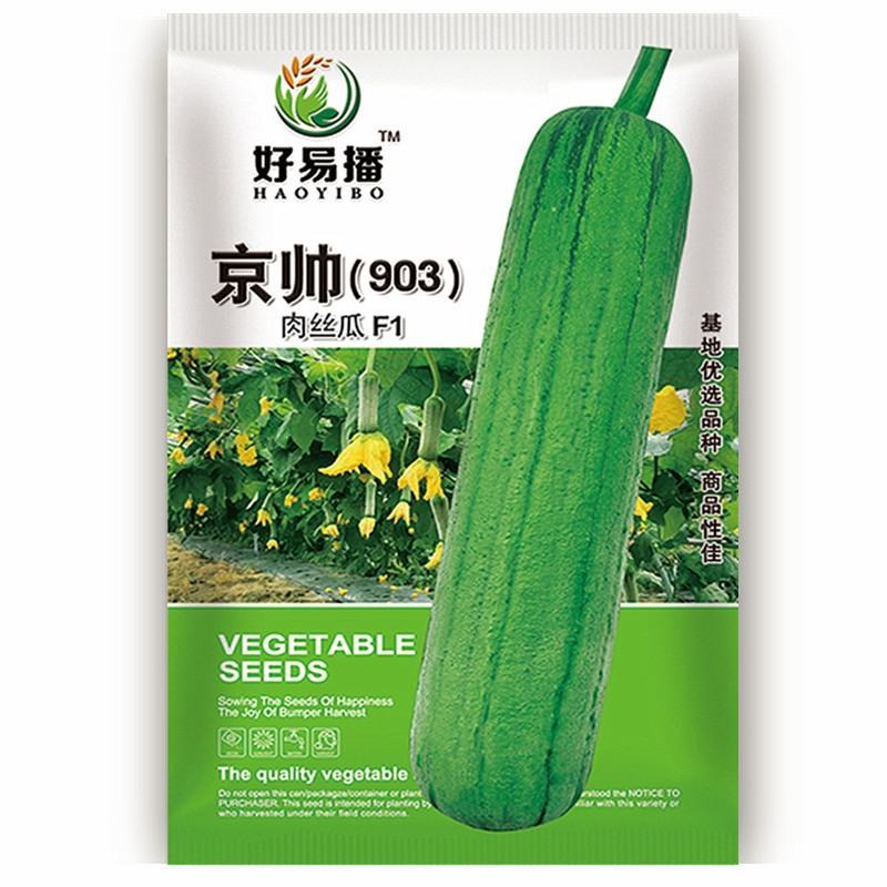 京帅903肉丝瓜种子早生高产味清甜春夏秋短大肉蔬菜种孑子