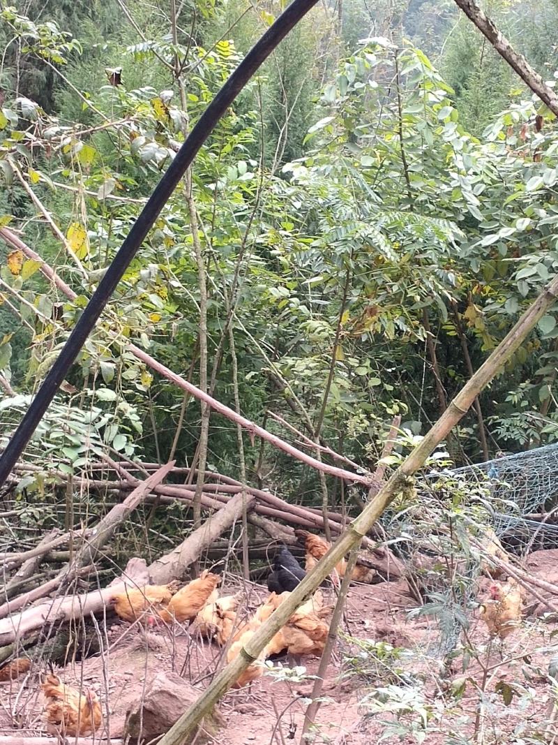 潼南区散养土鸡纯粮土鸡跑山鸡无抗土鸡