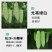 绿白苦瓜种子中早熟珍珠瘤菜农直供高品质苦