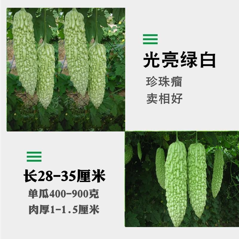 绿白苦瓜种子中早熟珍珠瘤菜农直供高品质苦