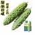 绿白苦瓜种子中早熟珍珠瘤菜农直供高品质苦