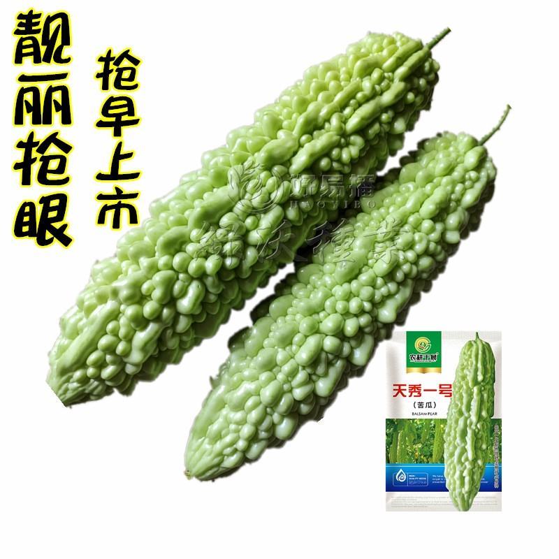 绿白苦瓜种子中早熟珍珠瘤菜农直供高品质苦