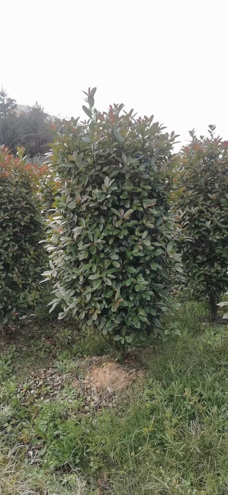 红叶石楠球，红叶石楠柱，各种规格齐全，适合高档小区及道路