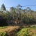 化州一山地出租，400亩，80元，可签30年