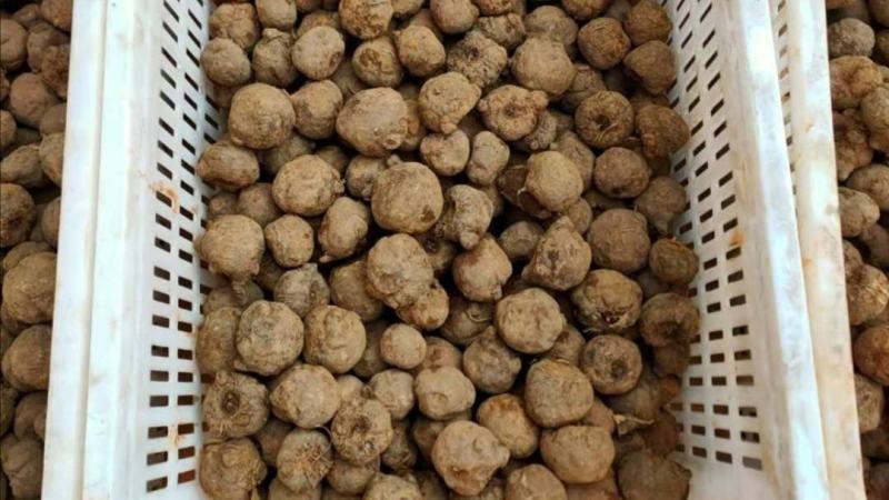 精品花魔芋种子，基地货欢迎采购。