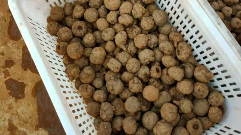 精品花魔芋种子，基地货欢迎采购。