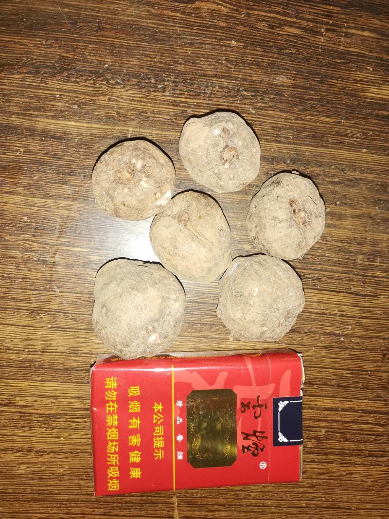 精品花魔芋种子，基地货欢迎采购。