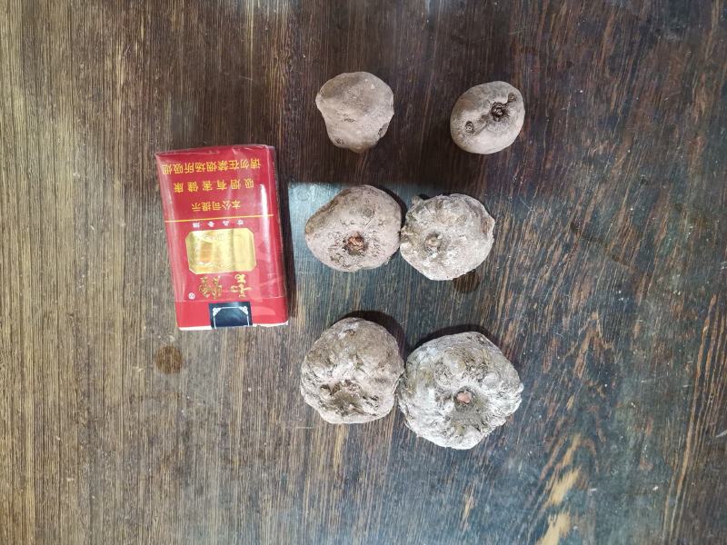精品花魔芋种子，基地货欢迎采购。