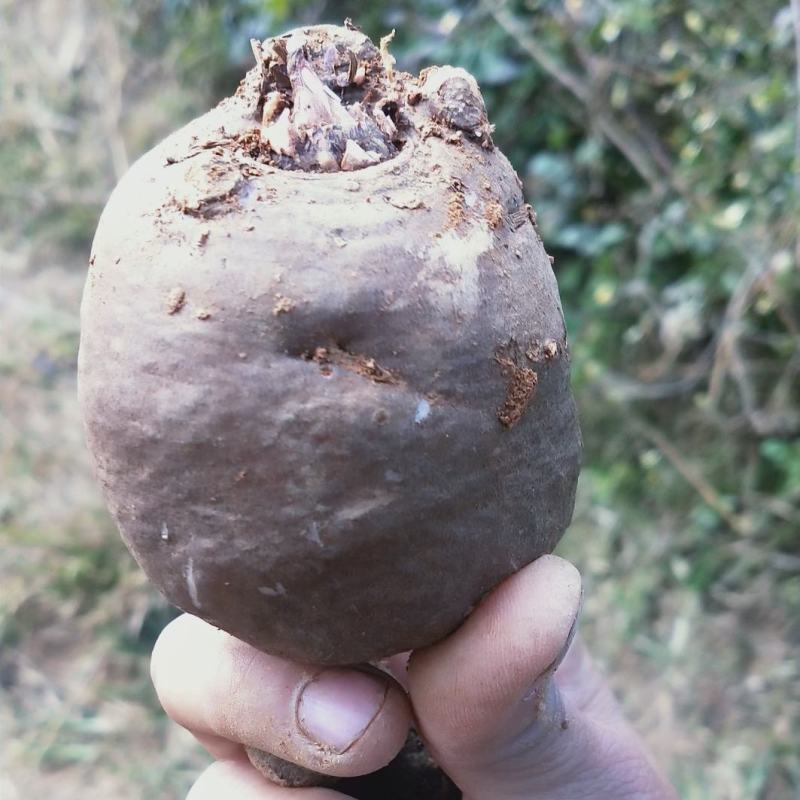 精品花魔芋种子，基地货欢迎采购。