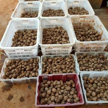 精品花魔芋种子，基地货欢迎采购。